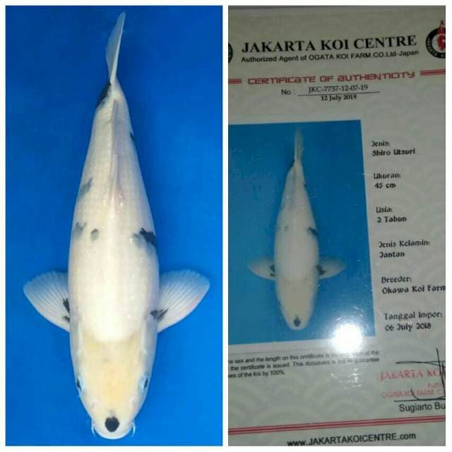 Okawa Jumbo Male Shiro