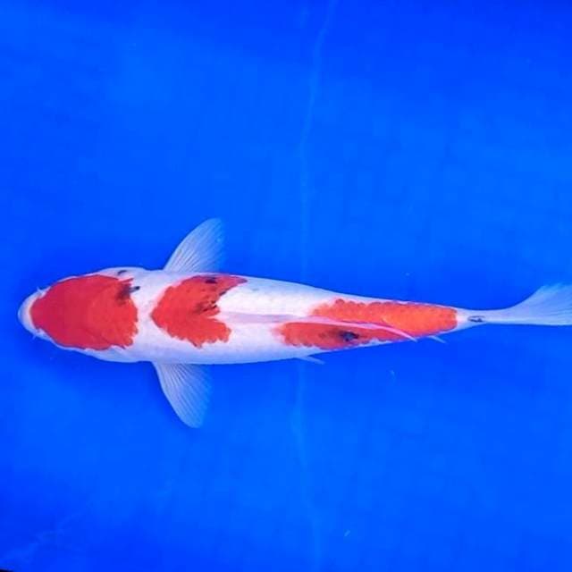 10. Sanke 3 Step || 32 cm