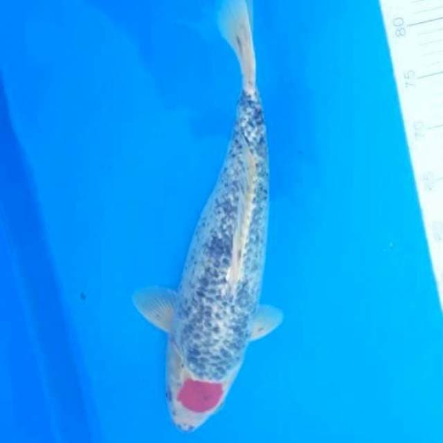 Tancho F1 jumbo tosai goshiki