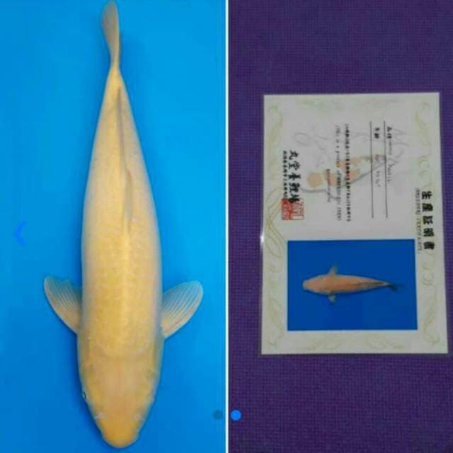 Import serti