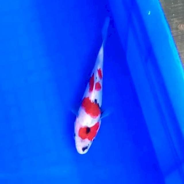 Showa 15cm
