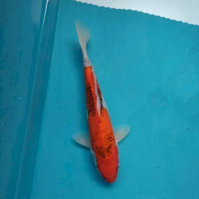 Matsukawabake 26cm