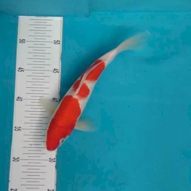 Kohaku 25cm