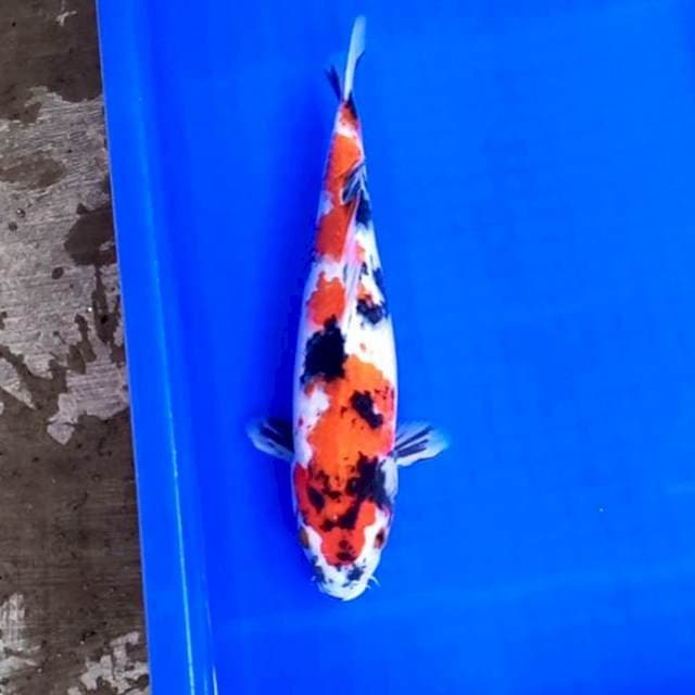 Showa 32cm