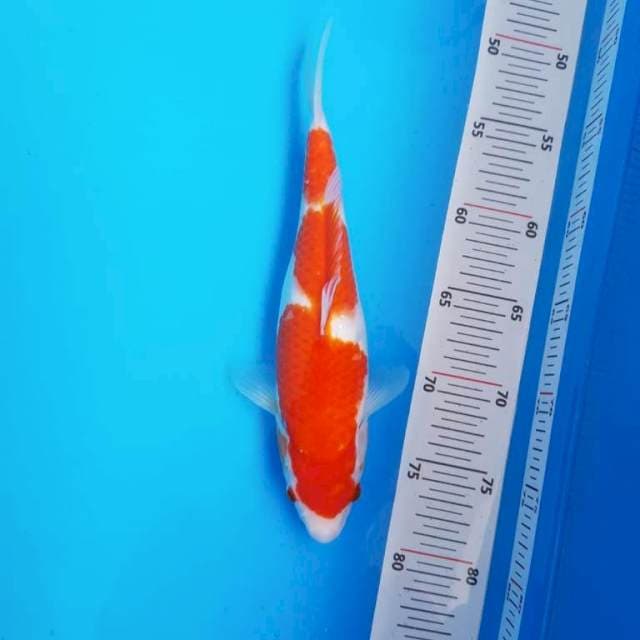 Kohaku 3 step 30BU