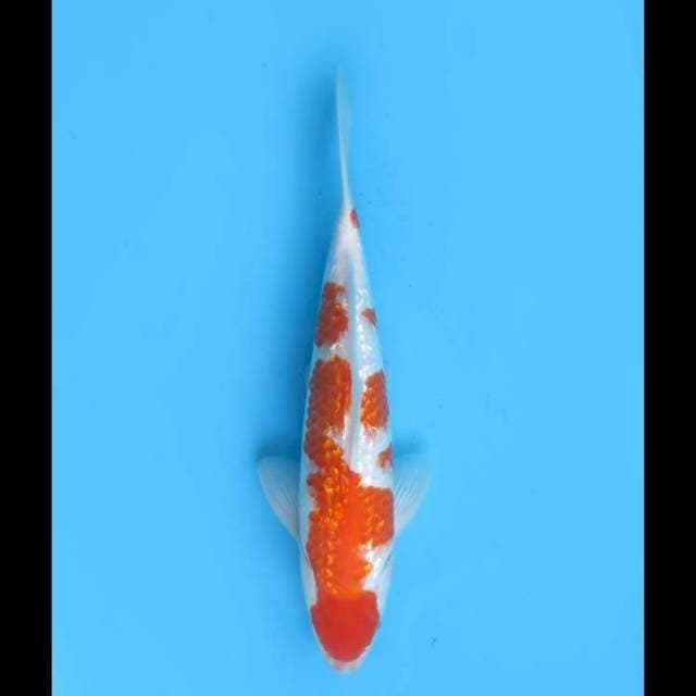 Kohaku Ginrin Sq - 28cm Male