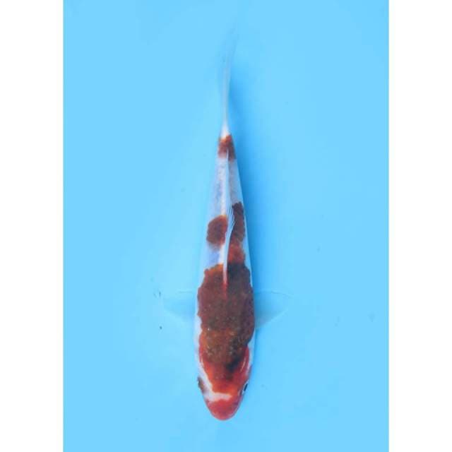 Goromo - 18cm