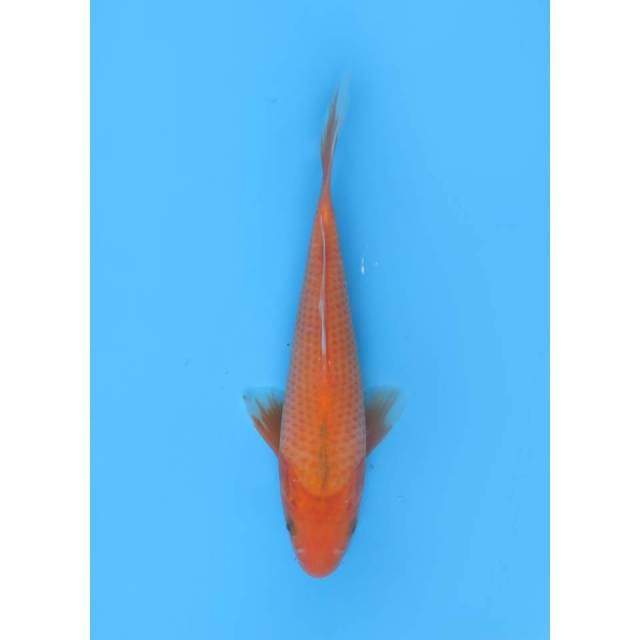 Aka Matsuba - 20cm