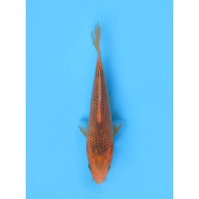 Aka Matsuba - 22cm