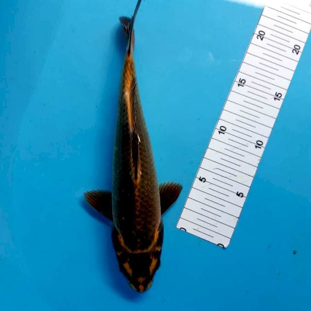 Kawarimono male 25 cm