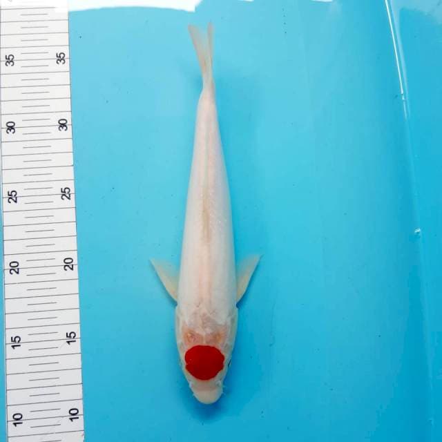 Tancho 25 cm