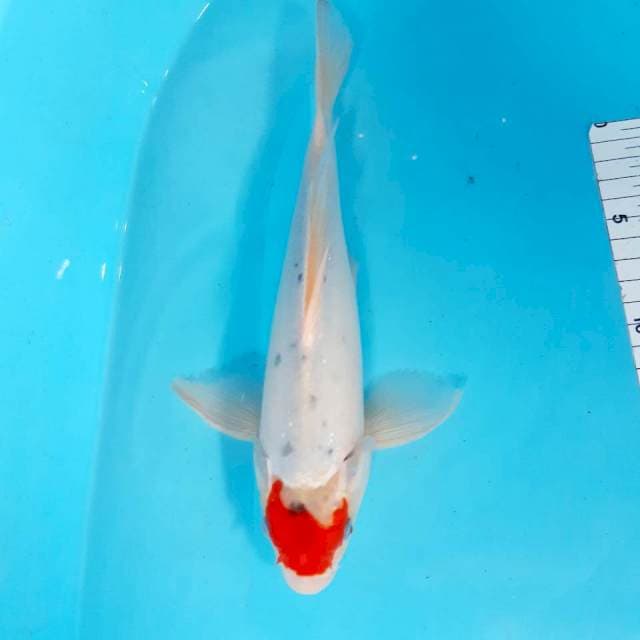 Semi sleyer male 25 cm