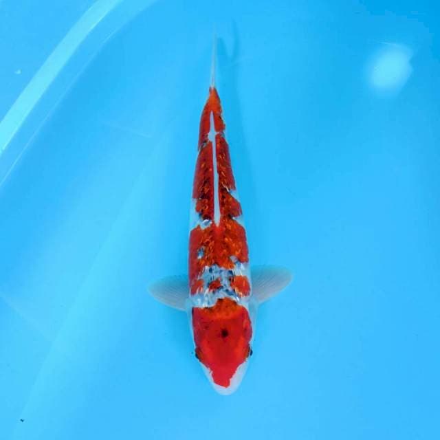 Red Goshiki GINRIN male 37