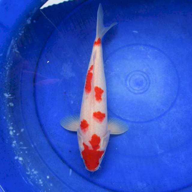 Kohaku ±33cm