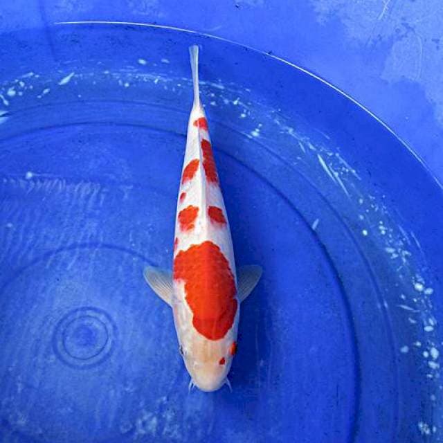 Kohaku male ±32cm