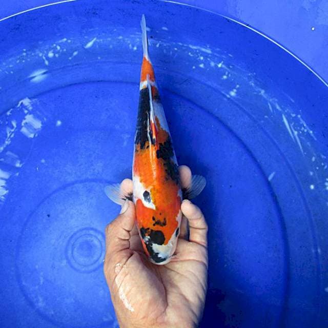 Showa ±30cm