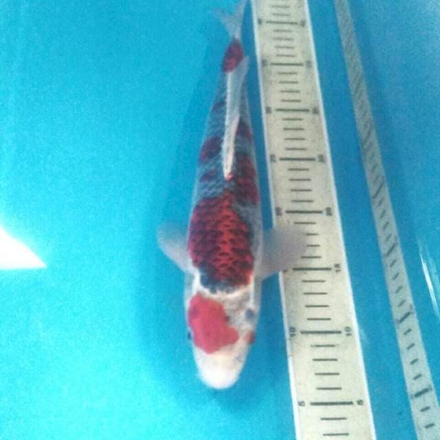 Goshiki, male 36 cm