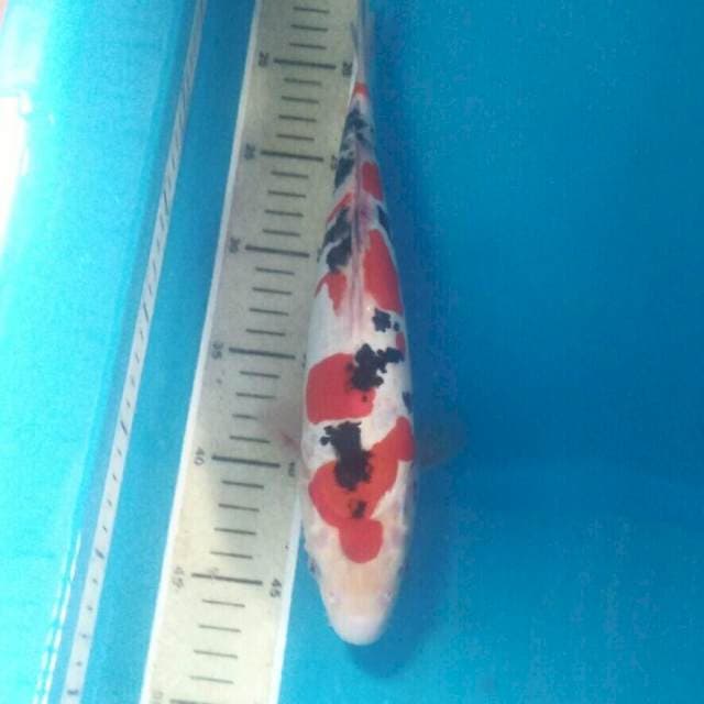 Sanke Doitsu, 30 cm