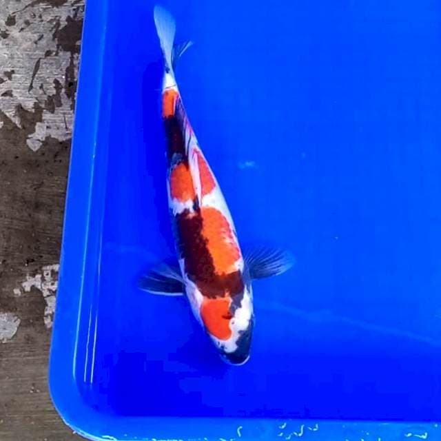 Showa Shansoku # 32cm