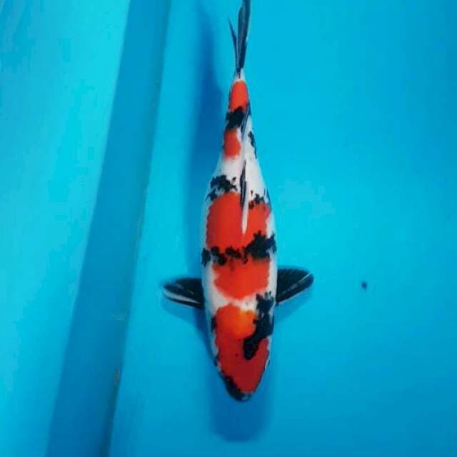 Sandan Showa 33 cm