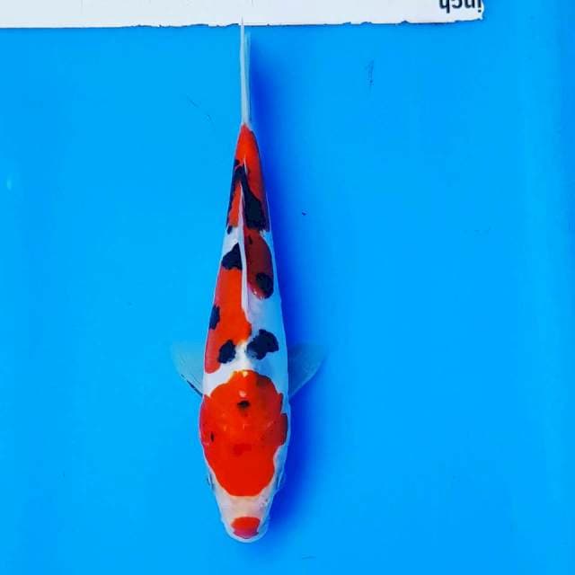 SQ SANKE DOITSU 19CM