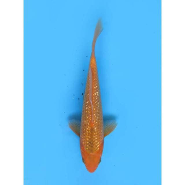 Aka Matsuba Ginrin - 21cm