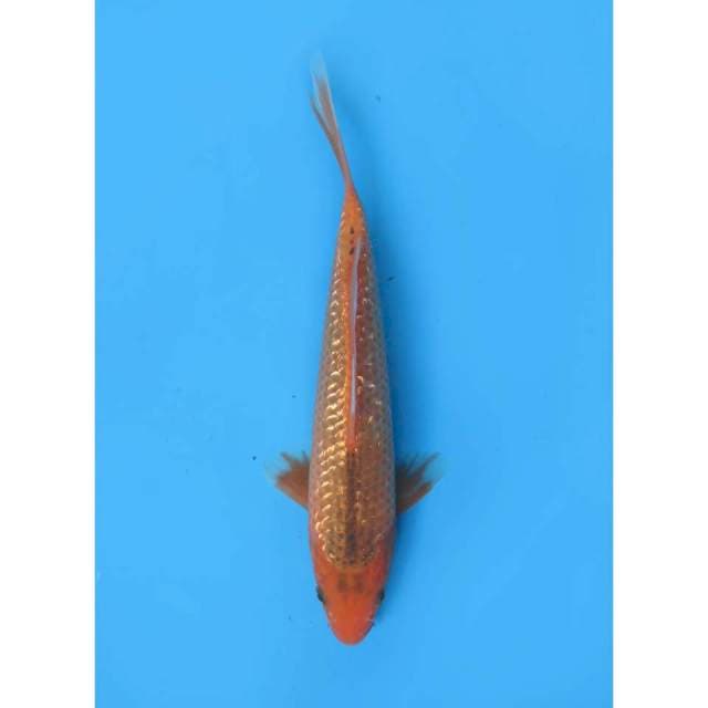 Aka Matsuba Ginrin - 23cm