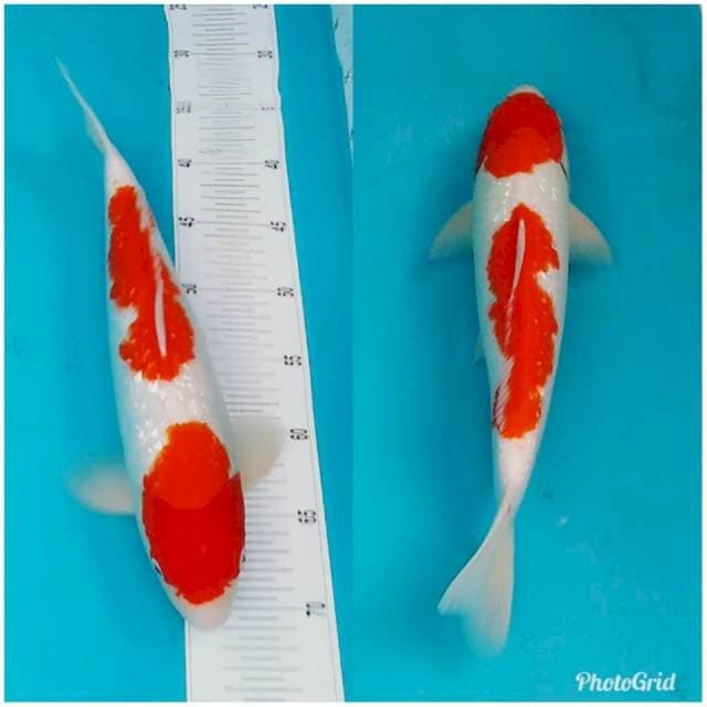 Red kohaku ginrin pangkal ekor tebal