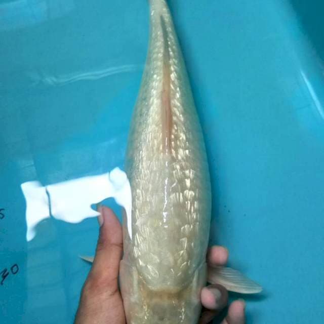 Soragoi ginrin 39cm