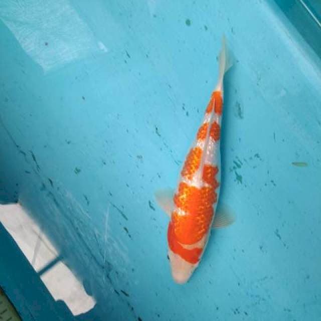 KINGIRIN KOHAKU
