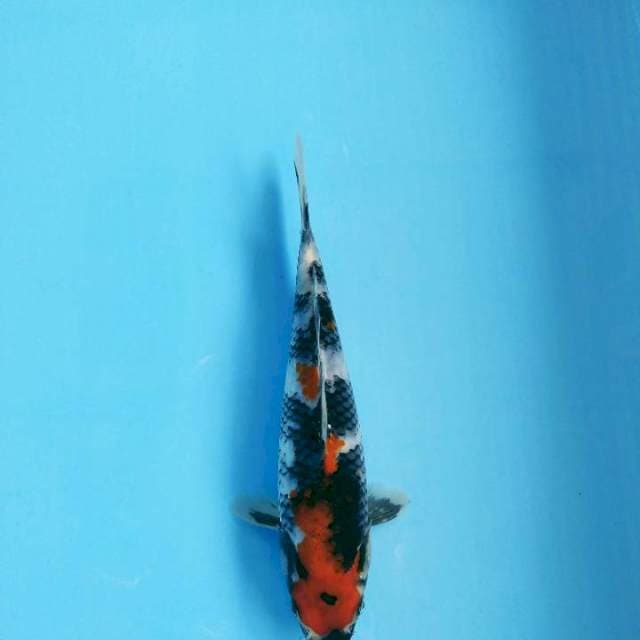 Showa cantik