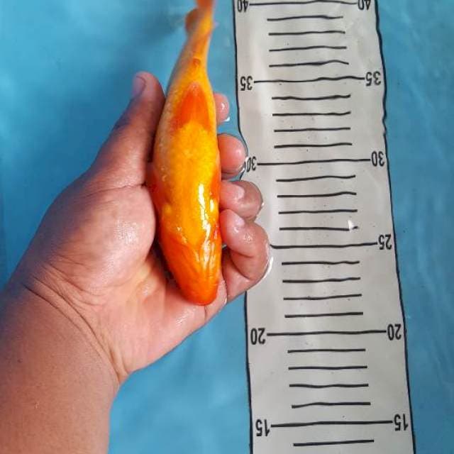 Benigoi 20 cm