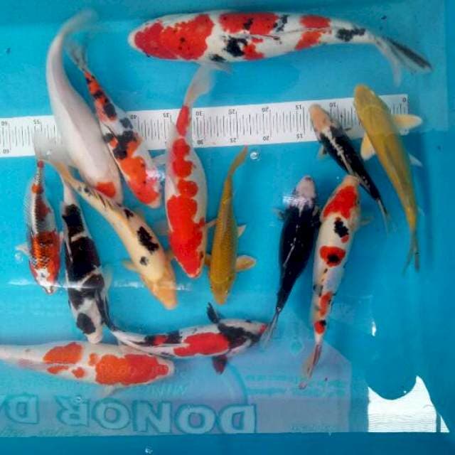 Paket mix . Gado2 14 ekor. 24cm-43cm