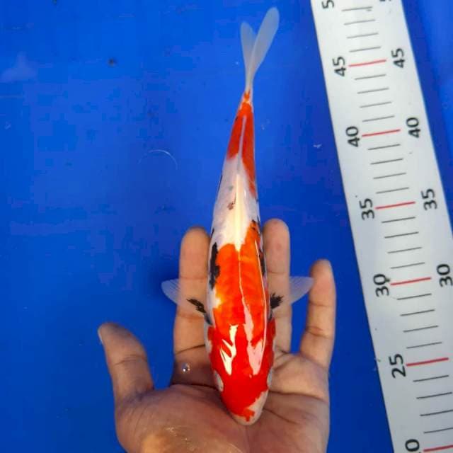 Benikumon*22cm