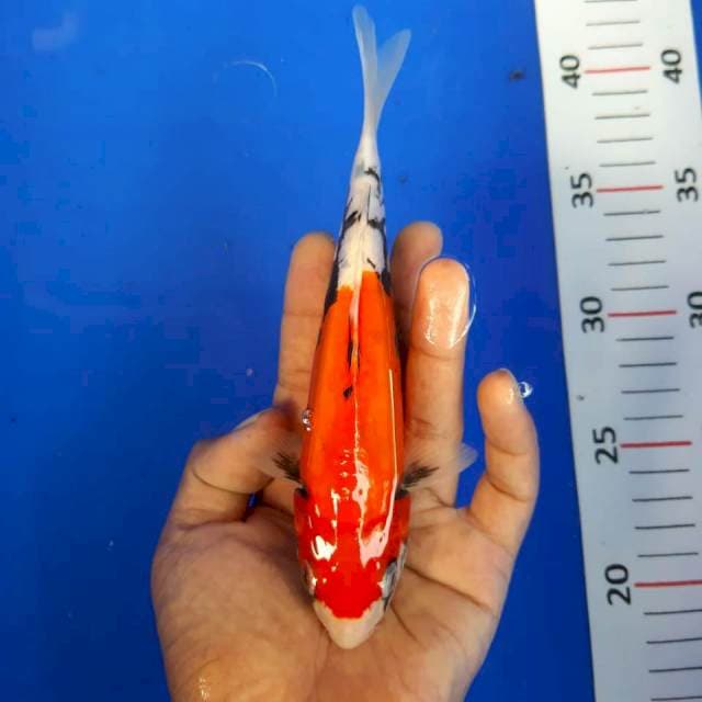 Bemon*22cm