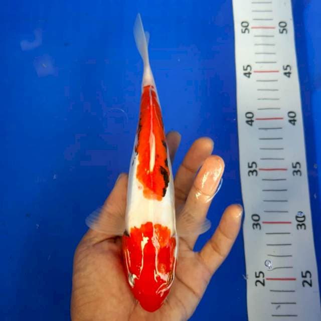 Kumon 2step prospek*23cm