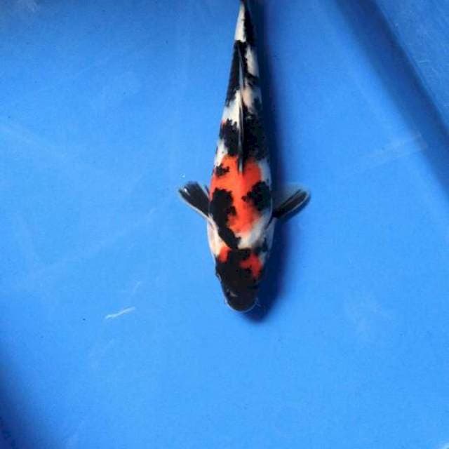 Maruten Showa 21cm