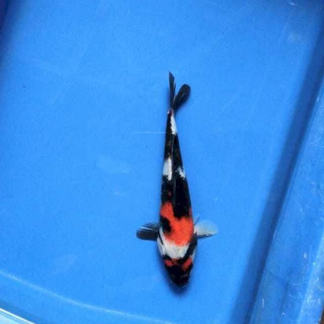 Maruten Showa 19cm