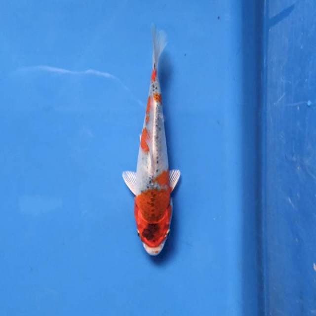 Goshiki 16cm