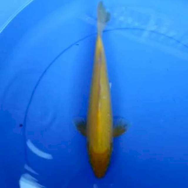 Karashi 28 cm