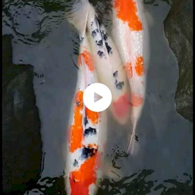 Sk mix jumbo