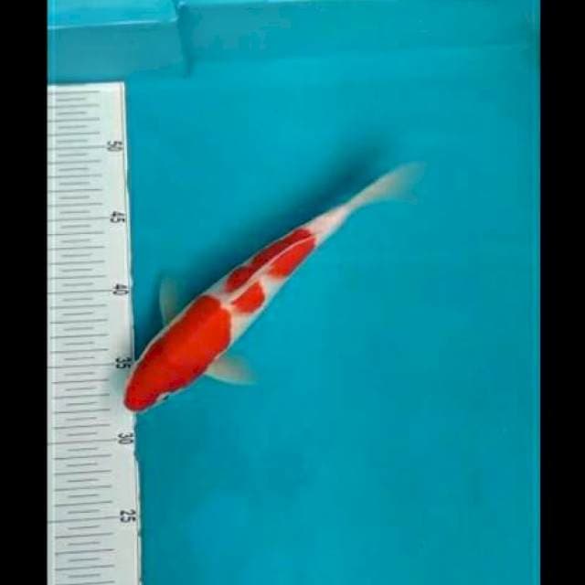 Mekanburi*25cm kohaku