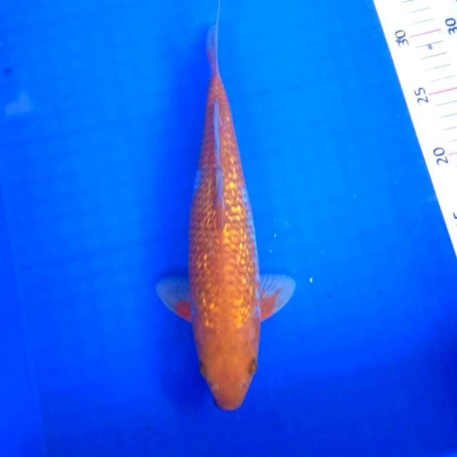 Ochiba Sigure Ginrin # 30cm Male