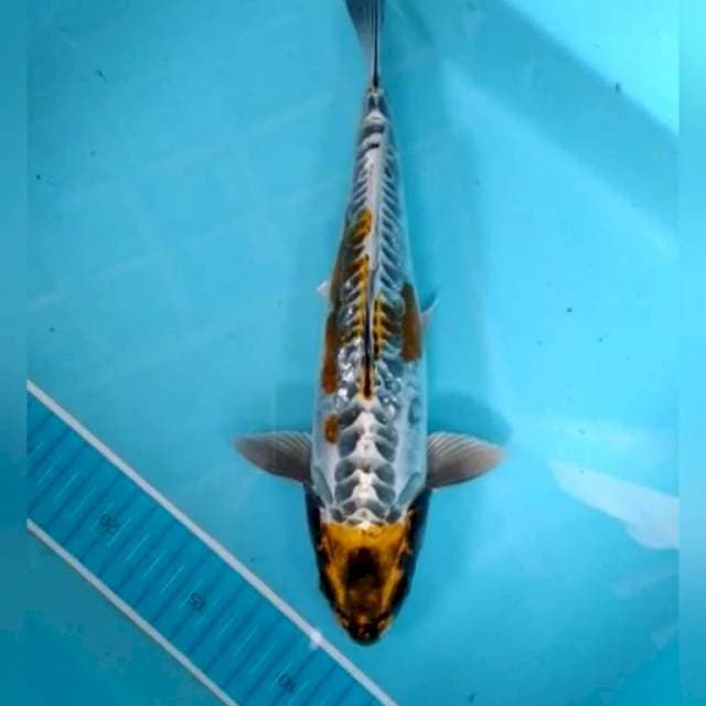 Kikokinkyuryu gold