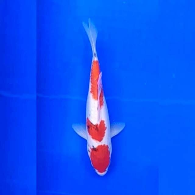 Sanke 32cm