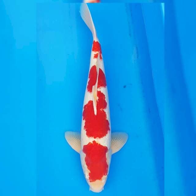 Yondan kohaku 53cm