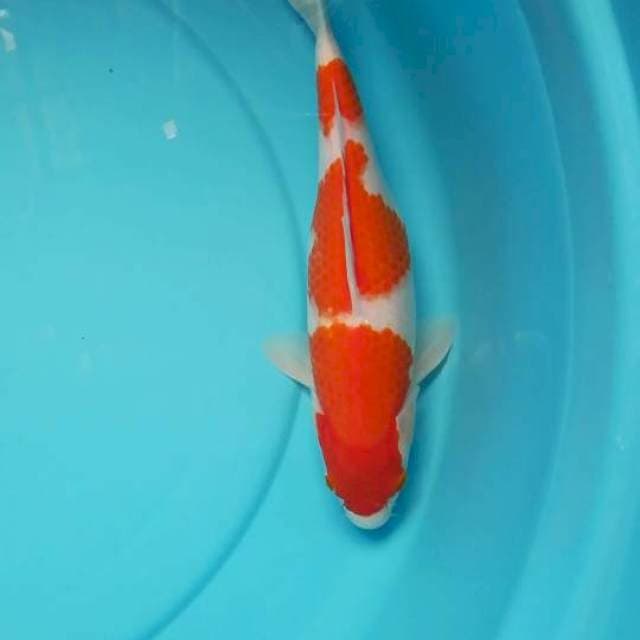 Genkoi 023 ~ Kohaku