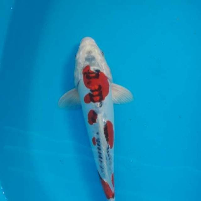 29 cm hei