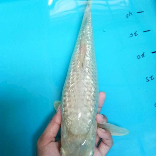 Soragoi ginrin 37cm