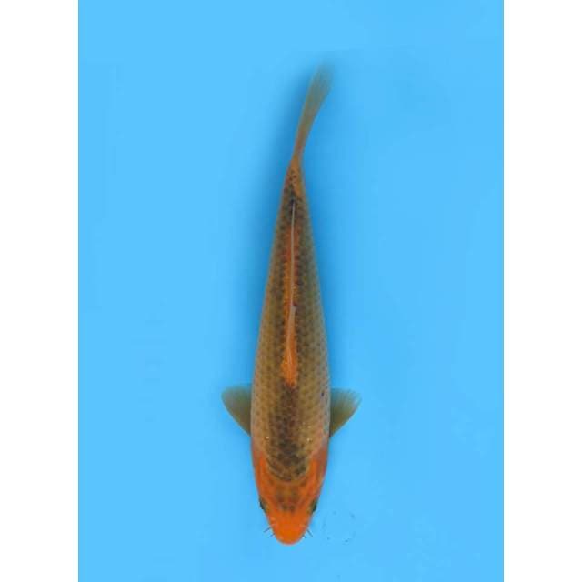 Aka Matsuba - 23cm